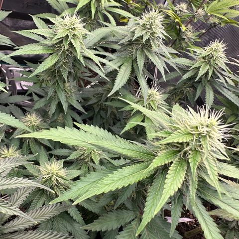 Skunktek Sour Diesel ORGANIC growlog timeline photo