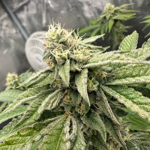 Grandi Guava ORGANIC growlog timeline photo