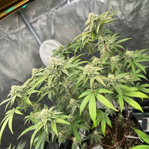 Grandi Guava ORGANIC growlog timeline photo