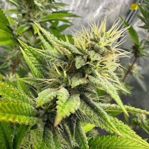 Grape Cream Cake ORGANIC growlog timeline photo
