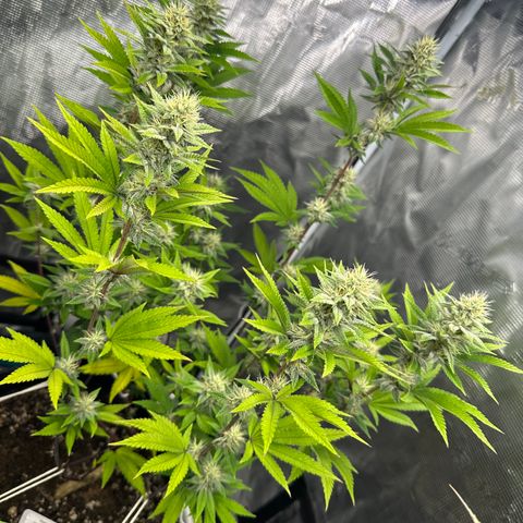Grape Cream Cake ORGANIC growlog timeline photo