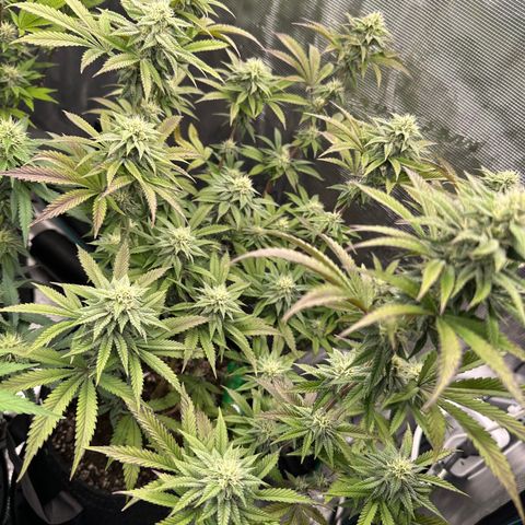 GovernMint Oasis ORGANIC growlog timeline photo