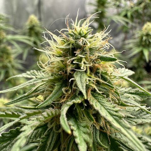 Sundae Driver ORGANIC growlog timeline photo