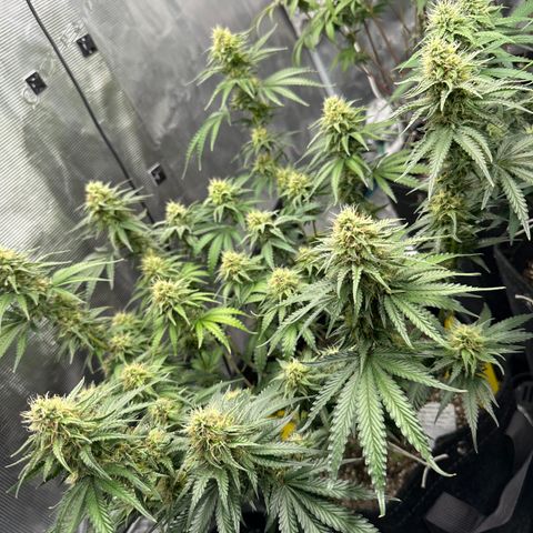 Sundae Driver ORGANIC growlog timeline photo