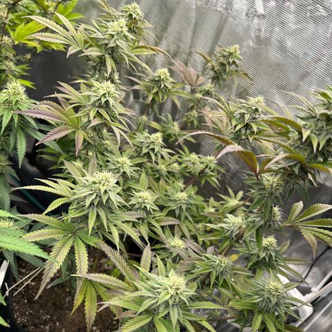 GovernMint Oasis ORGANIC growlog timeline photo