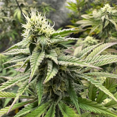 GovernMint Oasis ORGANIC growlog timeline photo