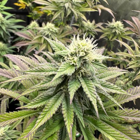 GovernMint Oasis ORGANIC growlog timeline photo