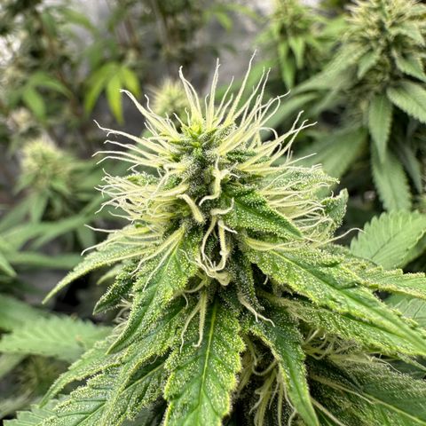 Skunktek Sour Diesel ORGANIC growlog timeline photo