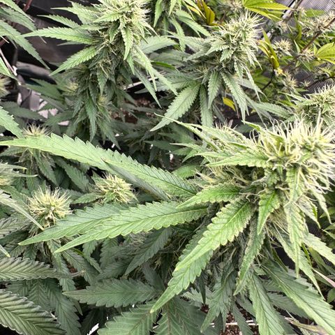 Skunktek Sour Diesel ORGANIC growlog timeline photo