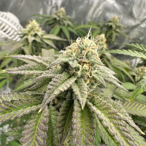 Grandi Guava ORGANIC growlog timeline photo