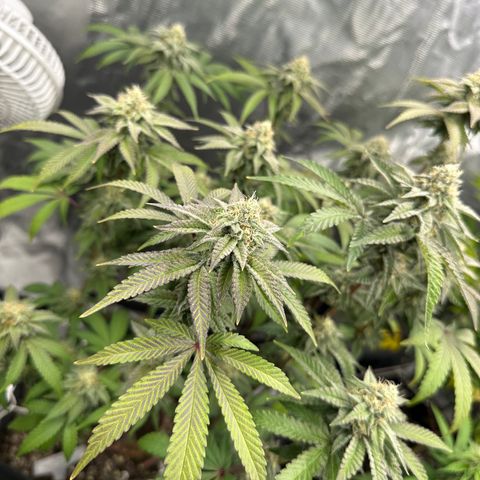 Grandi Guava ORGANIC growlog timeline photo