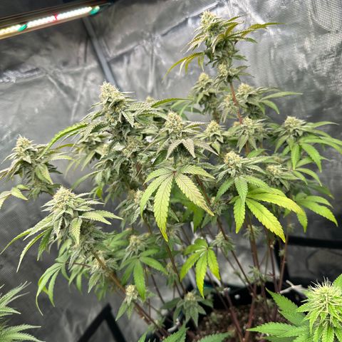 Grandi Guava ORGANIC growlog timeline photo