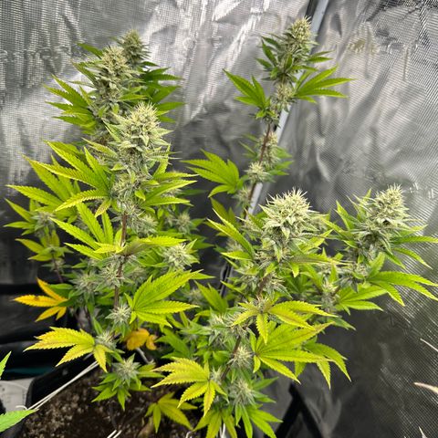 Grape Cream Cake ORGANIC growlog timeline photo