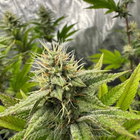 Grape Cream Cake ORGANIC growlog timeline photo