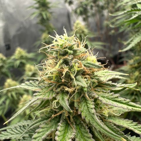 Sundae Driver ORGANIC growlog timeline photo