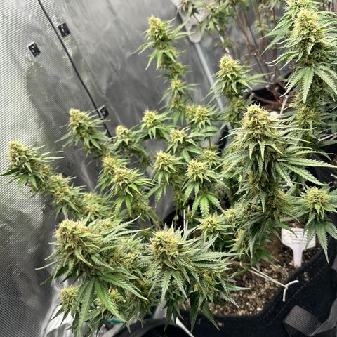 Sundae Driver ORGANIC growlog timeline photo