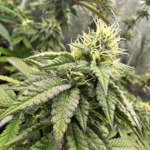 GovernMint Oasis ORGANIC growlog timeline photo
