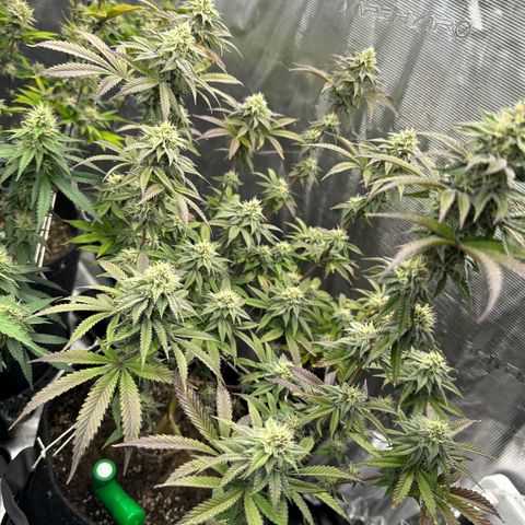GovernMint Oasis ORGANIC growlog timeline photo