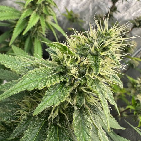 Skunktek Sour Diesel ORGANIC growlog timeline photo