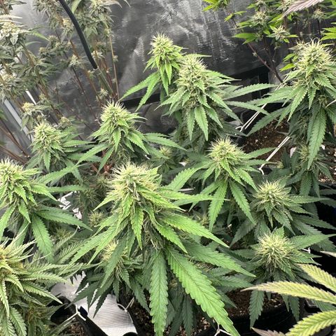 Skunktek Sour Diesel ORGANIC growlog timeline photo