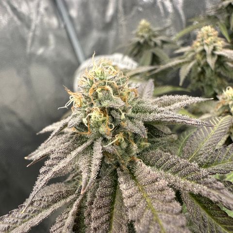 Grandi Guava ORGANIC growlog timeline photo