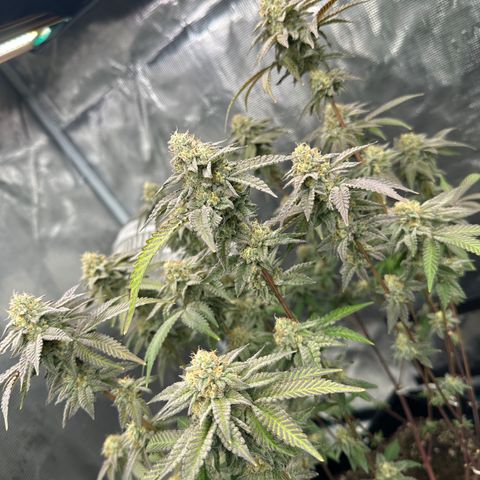 Grandi Guava ORGANIC growlog timeline photo