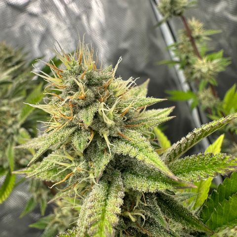 Grape Cream Cake ORGANIC growlog timeline photo