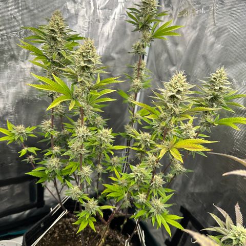 Grape Cream Cake ORGANIC growlog timeline photo
