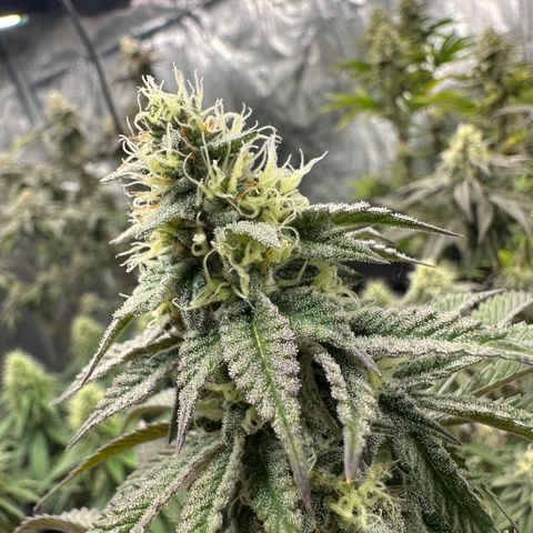 GovernMint Oasis ORGANIC growlog timeline photo
