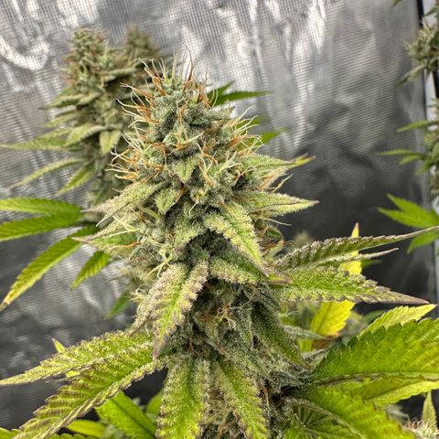 Grape Cream Cake ORGANIC growlog timeline photo