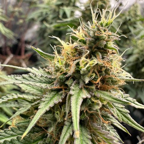 Sundae Driver ORGANIC growlog timeline photo