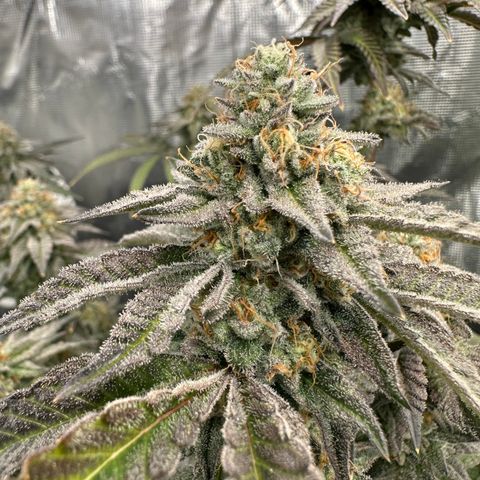 Grandi Guava ORGANIC growlog timeline photo