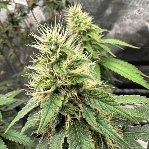 Skunktek Sour Diesel ORGANIC growlog timeline photo