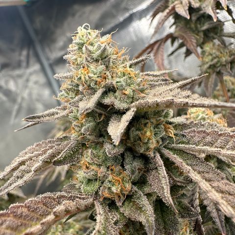 Grandi Guava ORGANIC growlog timeline photo