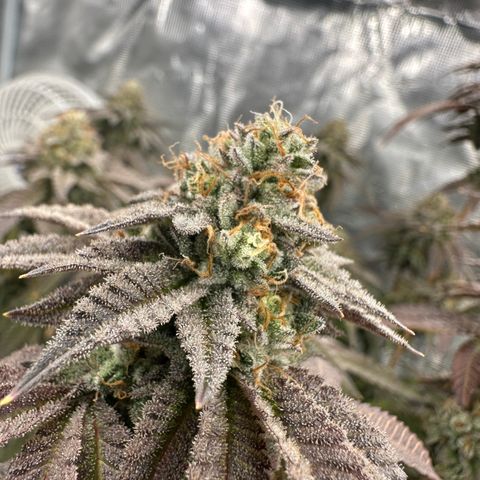 Grandi Guava ORGANIC growlog timeline photo