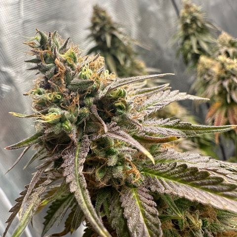 Sundae Driver ORGANIC growlog timeline photo