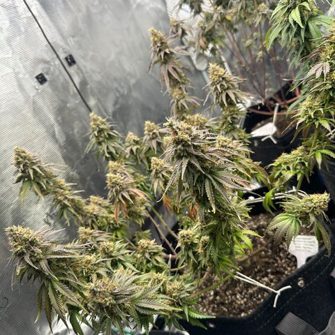 Sundae Driver ORGANIC growlog timeline photo