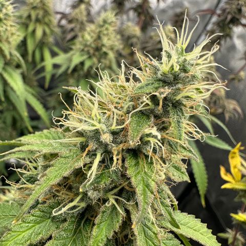 Skunktek Sour Diesel ORGANIC growlog timeline photo