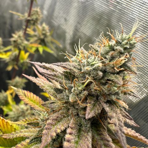 Grape Cream Cake ORGANIC growlog timeline photo