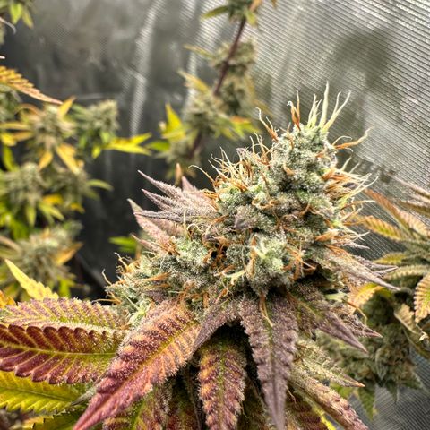 Grape Cream Cake ORGANIC growlog timeline photo