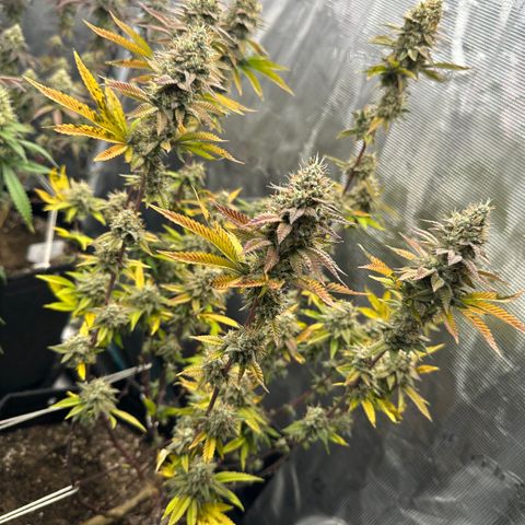 Grape Cream Cake ORGANIC growlog timeline photo