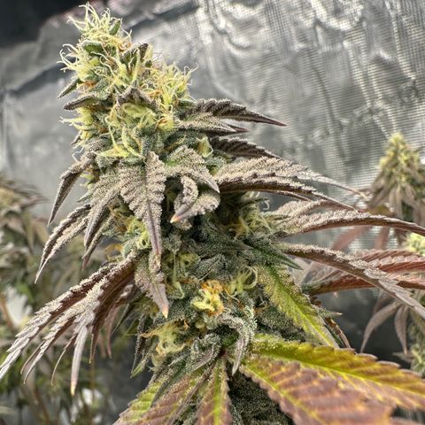 GovernMint Oasis ORGANIC growlog timeline photo