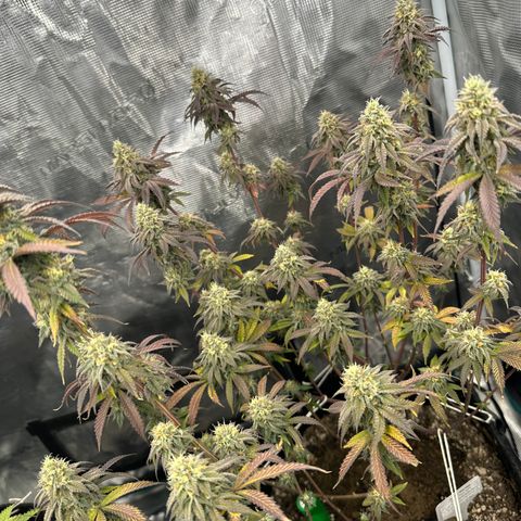 GovernMint Oasis ORGANIC growlog timeline photo