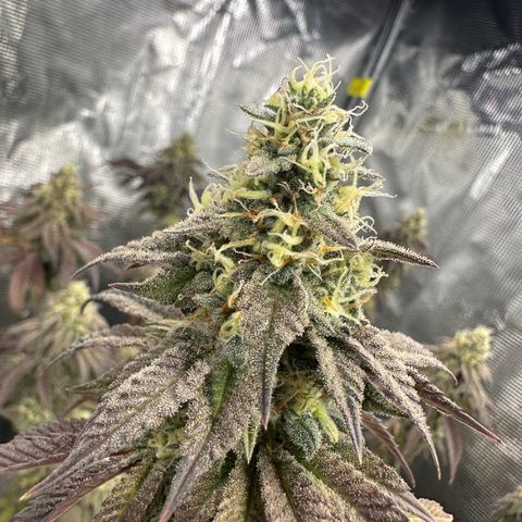 GovernMint Oasis ORGANIC growlog timeline photo