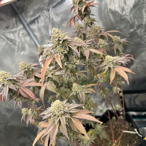 Grandi Guava ORGANIC growlog timeline photo