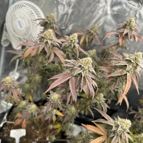 Grandi Guava ORGANIC growlog timeline photo