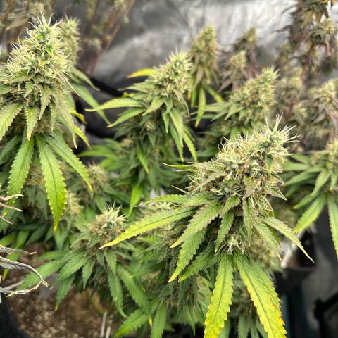 Skunktek Sour Diesel ORGANIC growlog timeline photo