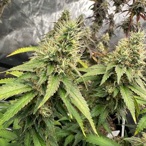 Skunktek Sour Diesel ORGANIC growlog timeline photo