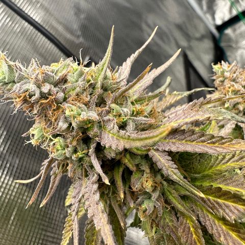 Sundae Driver ORGANIC growlog timeline photo