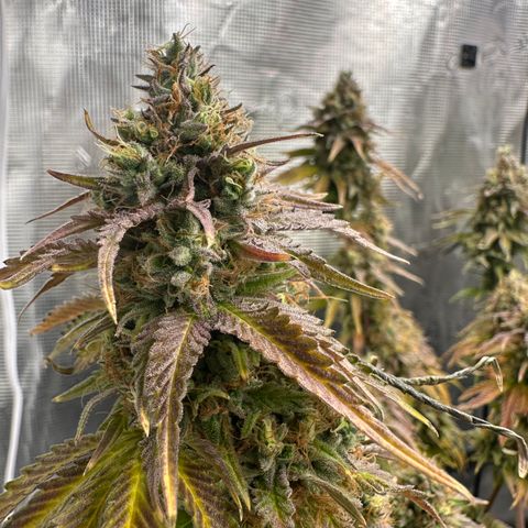 Sundae Driver ORGANIC growlog timeline photo